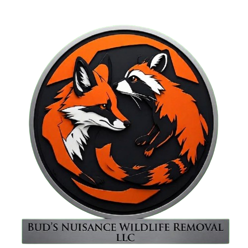 Bud's Wildlife Removal